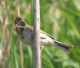 /album/my-local-birding-gallery/reed-bunting-ossett-jpg/
